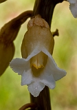 Gastrodia procera Tall Potato-orchid(b)